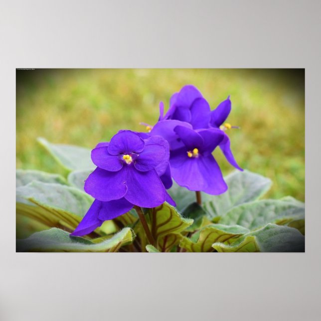 Poster Violeta, (Frente)