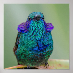 Poster Violeta azul do verde do colibri Sparkling
