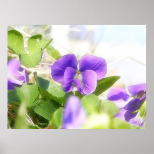 Poster Violeta bonita do primavera