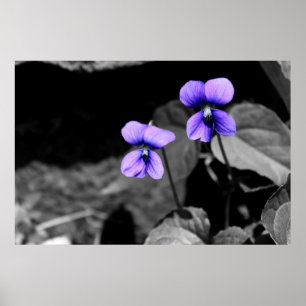 Pôster Violeta fatal