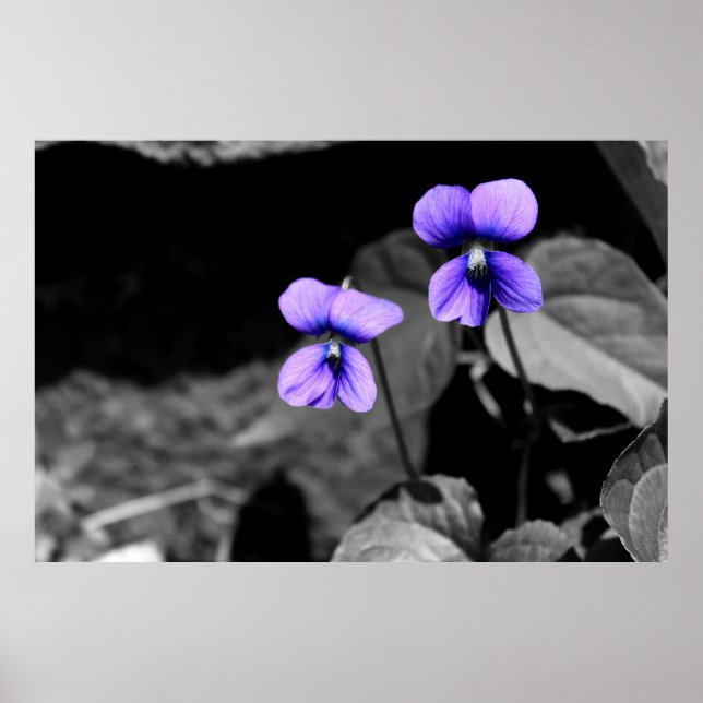 Pôster Violeta fatal (Frente)