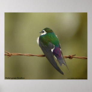 poster Violeta-verde da andorinha