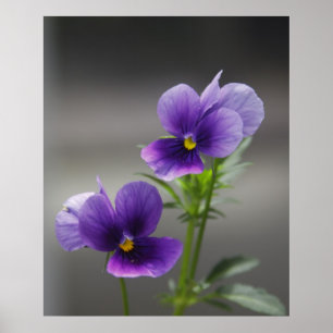 Pôster Violetas