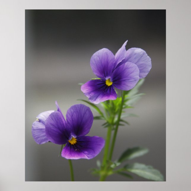 Pôster Violetas (Frente)