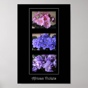 Poster Violetas Africanos