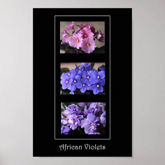 Poster Violetas Africanos (Frente)