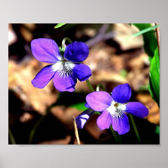 Poster Violetas desafiadas (Frente)