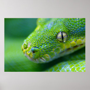 Pôster Viper Verde