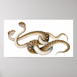 Pôster Vipers Cavalos