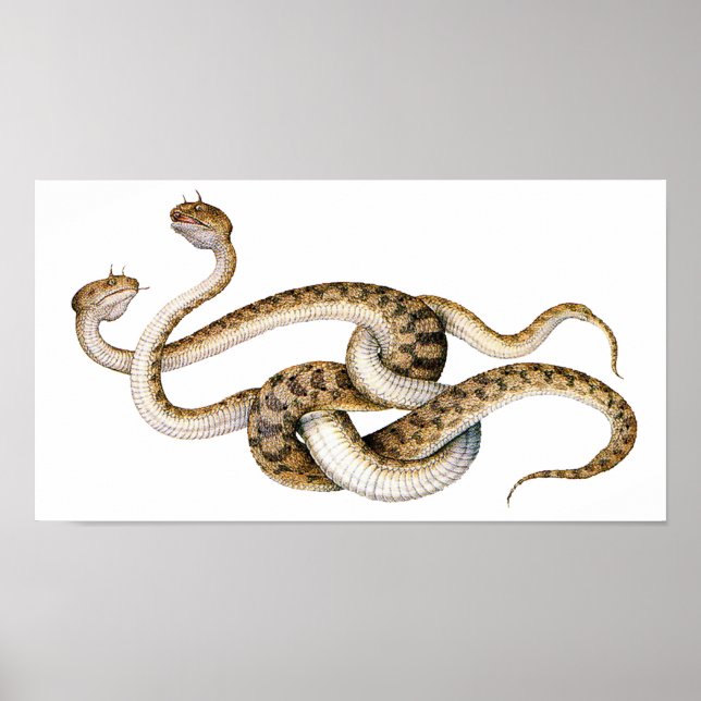 Pôster Vipers Cavalos (Frente)