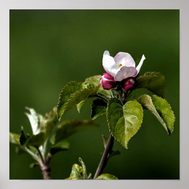 Poster Virginia Apple Blossoms (Frente)