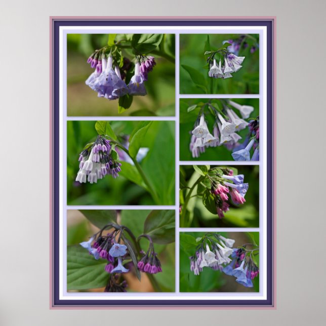 Poster Virginia Bluebells Wildflorls (Frente)