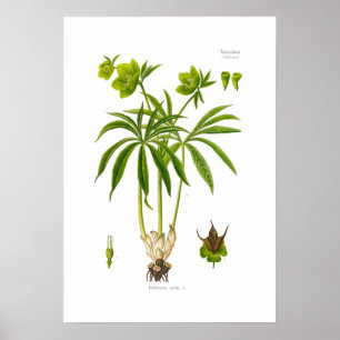 Poster Viridis do Helleborus