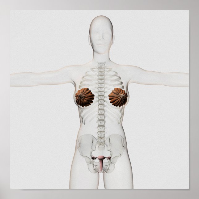 Pôster Visão 3D Do Sistema De Reprodução Feminino (Frente)