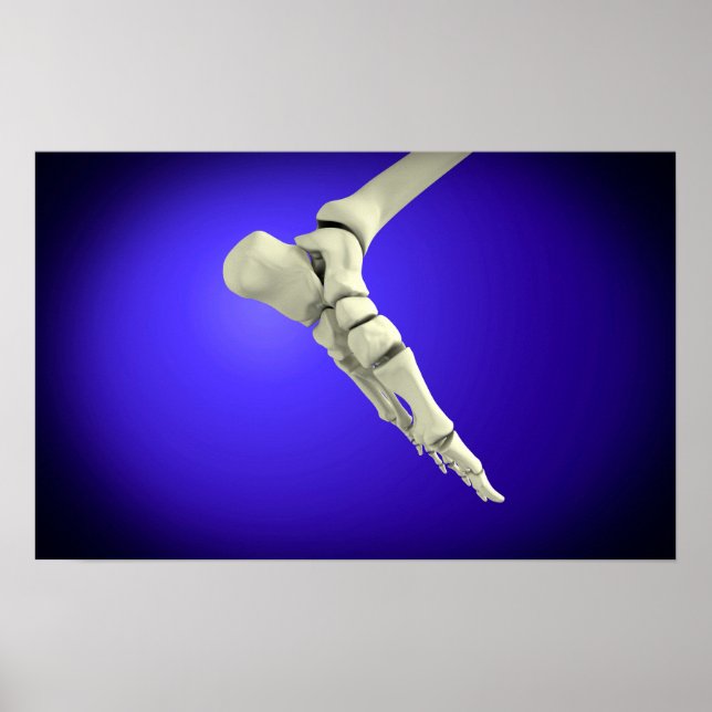Pôster Visão De Raios X Do Pé Humano 2 (Frente)