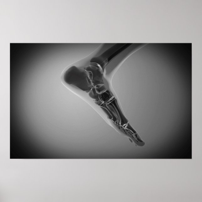 Poster Visão De Raios X Do Pé Humano 4 (Frente)