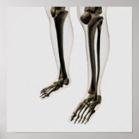 Visão Dimensional Da Perna Humana E Dos Pés