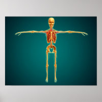 Visão Frontal Do Esqueleto Humano Com Nervoso