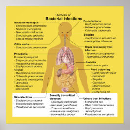 Pôster Visão geral das Infecções Bacterianas