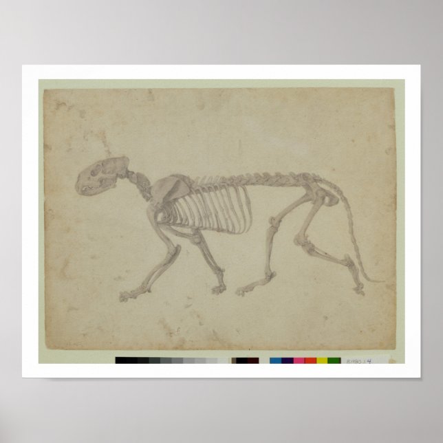 Pôster Visão Lateral de um Esqueleto de Tigre, estudo com (Frente)