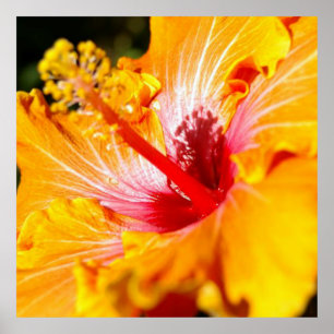 Poster Visão lateral do Flor do Hibiscus Laranja