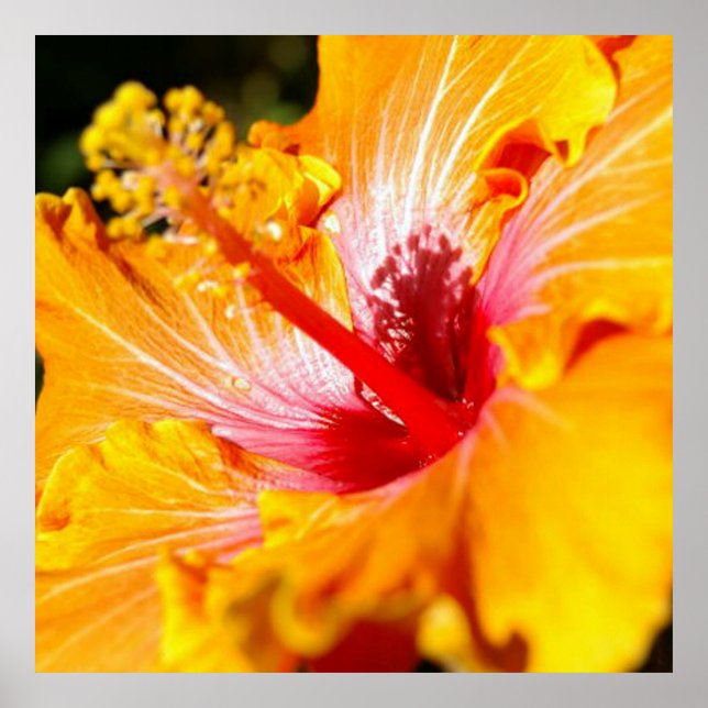 Pôster Visão lateral do Flor do Hibiscus Laranja (Frente)
