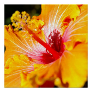 Pôster Visão lateral do Flor do Hibiscus Laranja