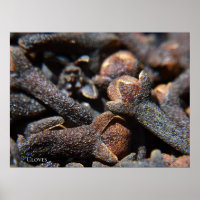 Visão Macro Detalhada de Erva de Cravo