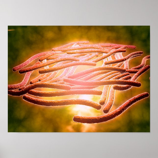 Pôster Visão Microscópica Da Legionella Pneumophila 2 (Frente)