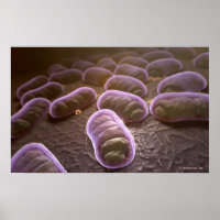 Visão microscópica das bactérias