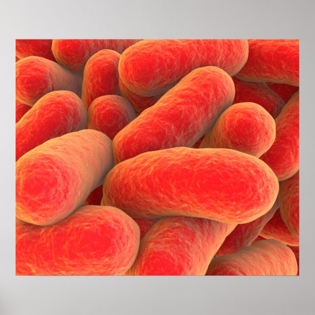 Pôster Visão Microscópica Das Bactérias 4 (Frente)