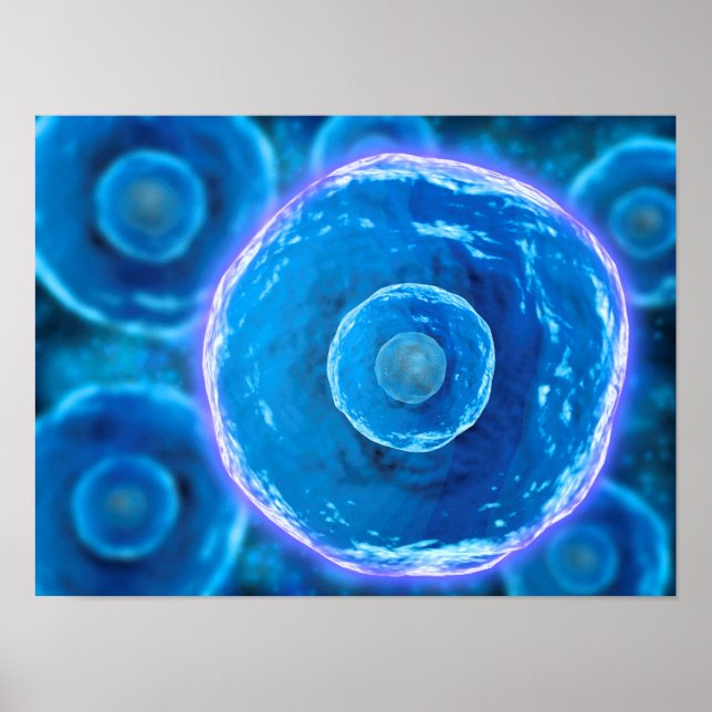 Pôster Visão Microscópica Das Células B Humanas 1 (Frente)