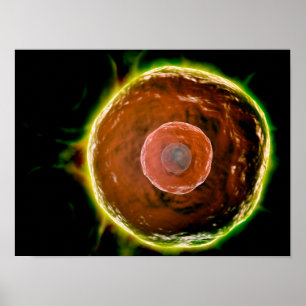 Pôster Visão Microscópica Das Células B Humanas 2