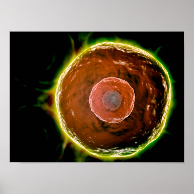 Pôster Visão Microscópica Das Células B Humanas 2 (Frente)