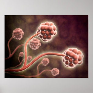 Pôster Visão Microscópica De Stachybotrys Chartarum
