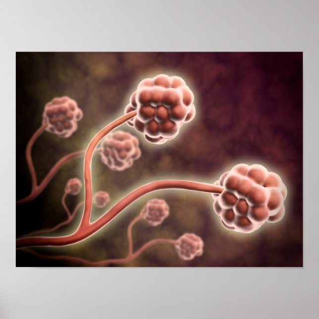 Pôster Visão Microscópica De Stachybotrys Chartarum (Frente)