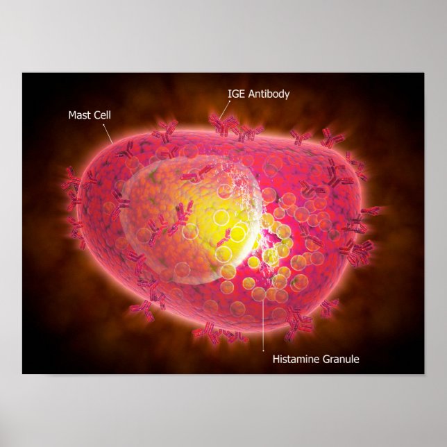 Pôster Visão Microscópica De Uma Célula Mast (Frente)