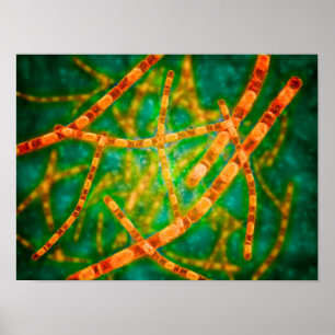 Pôster Visão Microscópica Do Antraz 2