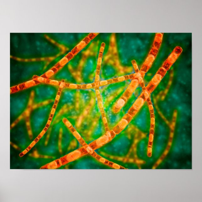 Pôster Visão Microscópica Do Antraz 2 (Frente)