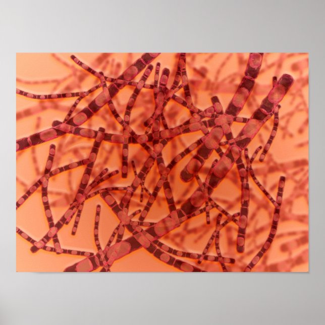 Poster Visão Microscópica Do Antraz 3 (Frente)