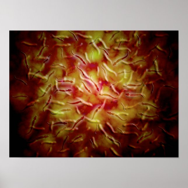 Pôster Visão Microscópica Do Esperma (Frente)