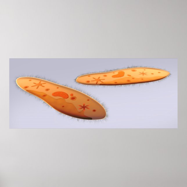 Pôster Visão Microscópica Do Paramécio 4 (Frente)