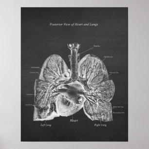 Poster Visão Posterior do Decor de Anatomia Cardíaca do