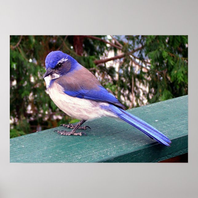 Pôster Visitante de convés (Frente)