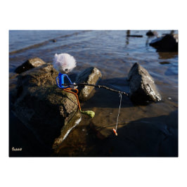 Pôster Vissende Fubby op een steen.