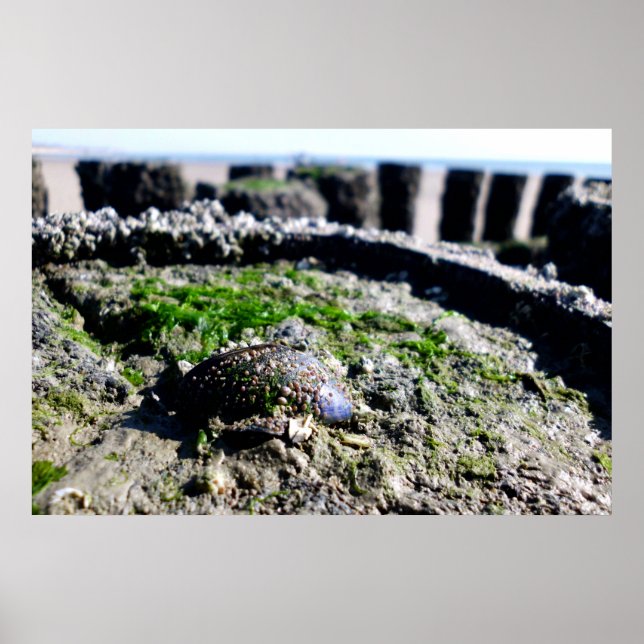 Poster Vista à beira-mar - saudações do mar (Frente)