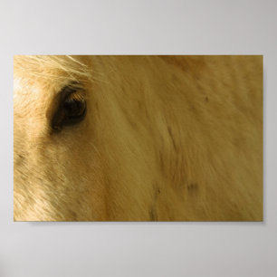 Pôster Vista de Cavalo Branco