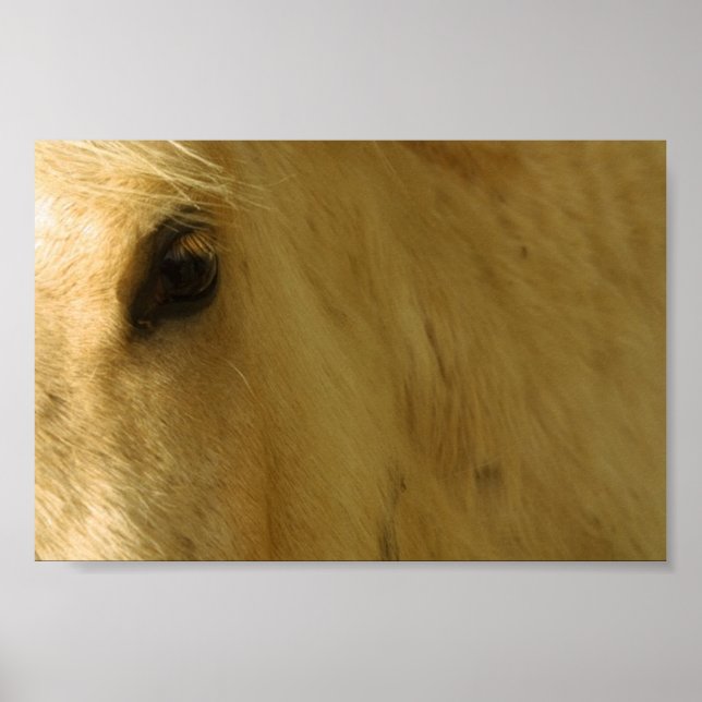 Pôster Vista de Cavalo Branco (Frente)