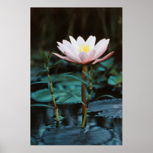 Poster Vista de close-up de Water Lily no lago Inle