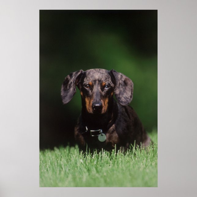 Poster Vista de Dachshund colorido de maçã (Frente)